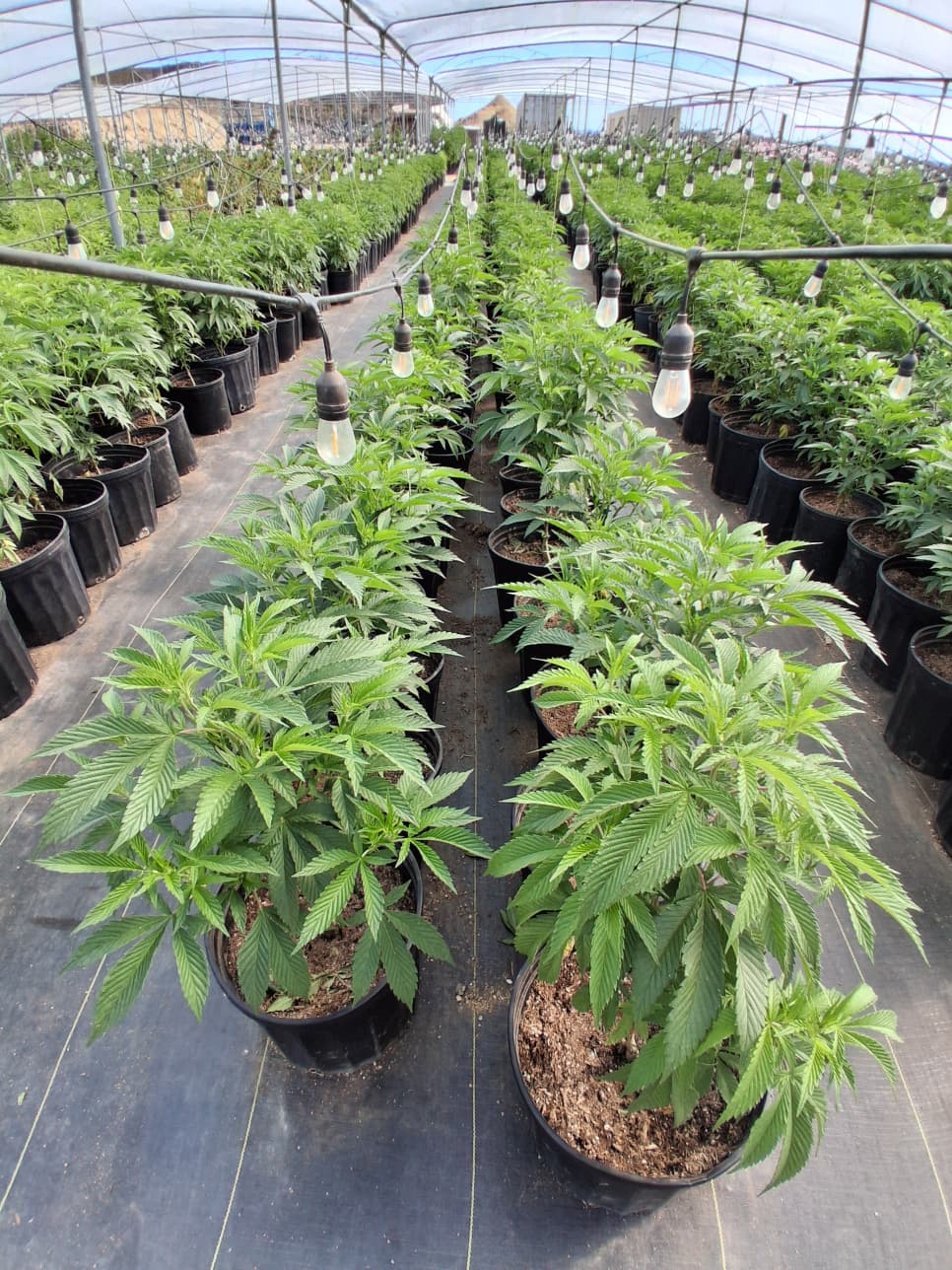Greenhouse hemp cultivation and research plants for Polanco BioPharma