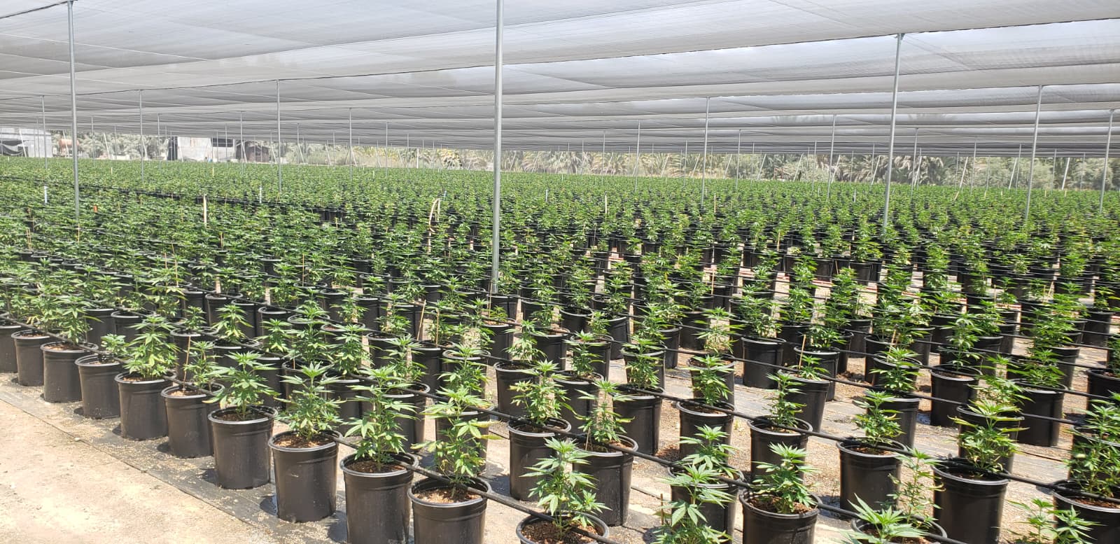 Rows of hemp plants under a shade structure for Polanco BioPharma agricultural production